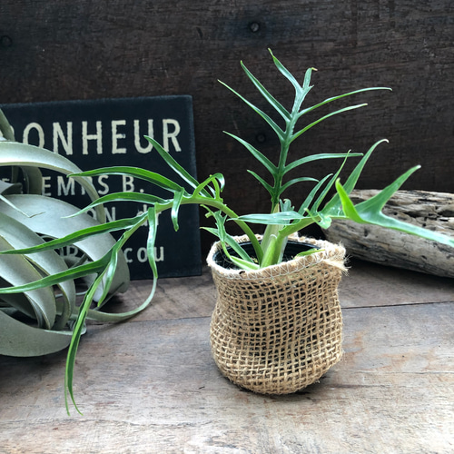 トータム♡フィロデンドロン♡細葉♡切れ込み♡観葉植物♡ アート