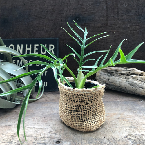 トータム♡フィロデンドロン♡細葉♡切れ込み♡観葉植物♡ アート