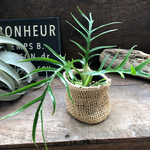 トータム♡フィロデンドロン♡細葉♡切れ込み♡観葉植物♡ アート