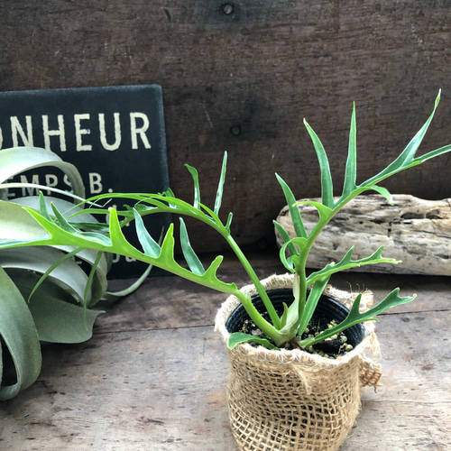 トータム♡フィロデンドロン♡細葉♡切れ込み♡観葉植物♡ アート