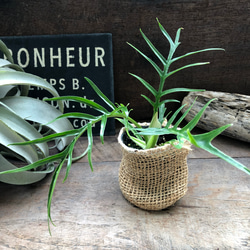 ac9dd236e913416a1a22f1d9a7634d