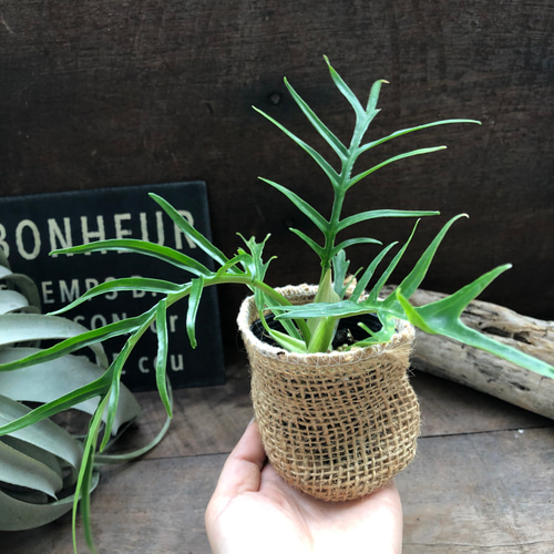 テ*ー様 39 S&P フィロデンドロン トータム 斑入り 美斑 厳選株