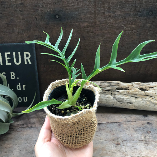 トータム♡フィロデンドロン♡細葉♡切れ込み♡観葉植物♡ アート