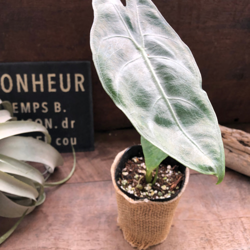 アロカシア ロンギロバ オーレア アロカシア ロンギロバ オーレア バリエガータ【590】 | PROTOLEAF