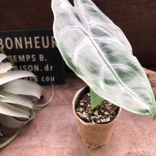 ロンギロバシルバー♡アロカシア♡希少品種♡観葉植物♡ アート