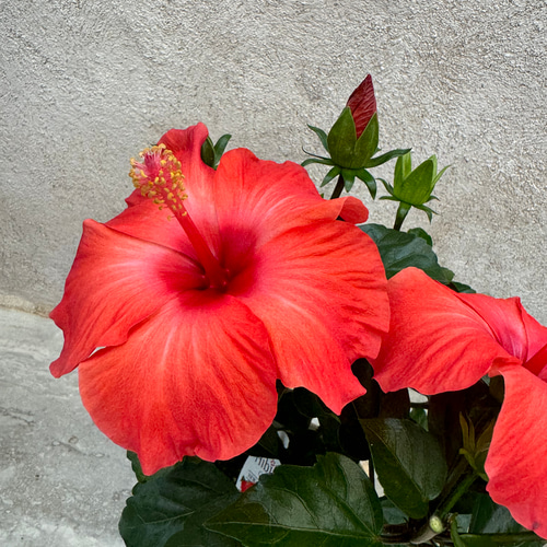 選べる6色♡よく咲くハイビスカス・ニューロングライフシリーズ！ 盆栽