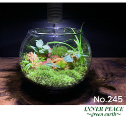 ❣️苔アート❣️ シャネイル様❣️苔リューム❣️オーダー4点セット❣️送料込み❣️ Amazon.co.jp: 【苔庵介る】 苔テラリウム 完成品 S LEDライト蓋