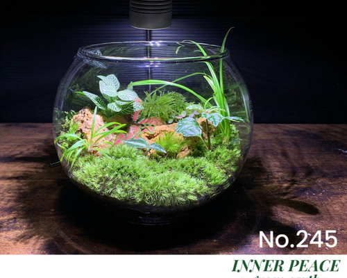 No.296 苔アート　苔テラリウム　完成品 No.296 苔アート 苔テラリウム 完成品