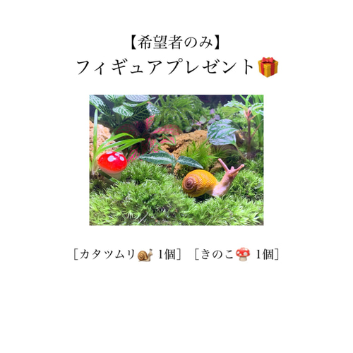 245 苔アート 苔テラリウム ジュエルオーキッド 完成品 245 苔アート 苔テラリウム ジュエルオーキッド 完成品