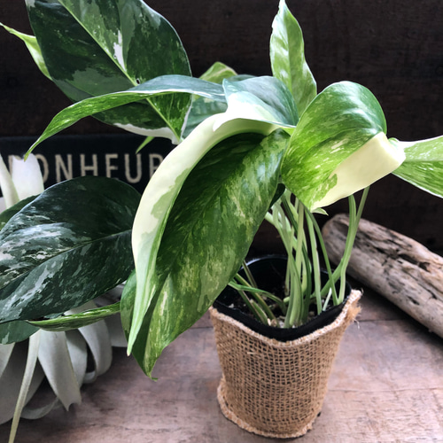 エピプレムナム ピナツム バリエガータ♡希少♡ アートフラワー パリ  