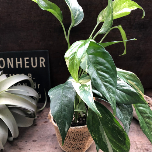 エピプレムナム ピナツム バリエガータ♡希少♡ アートフラワー パリ