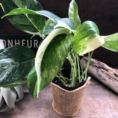 エピプレムナム ピナツム バリエガータ♡希少♡ アートフラワー パリ