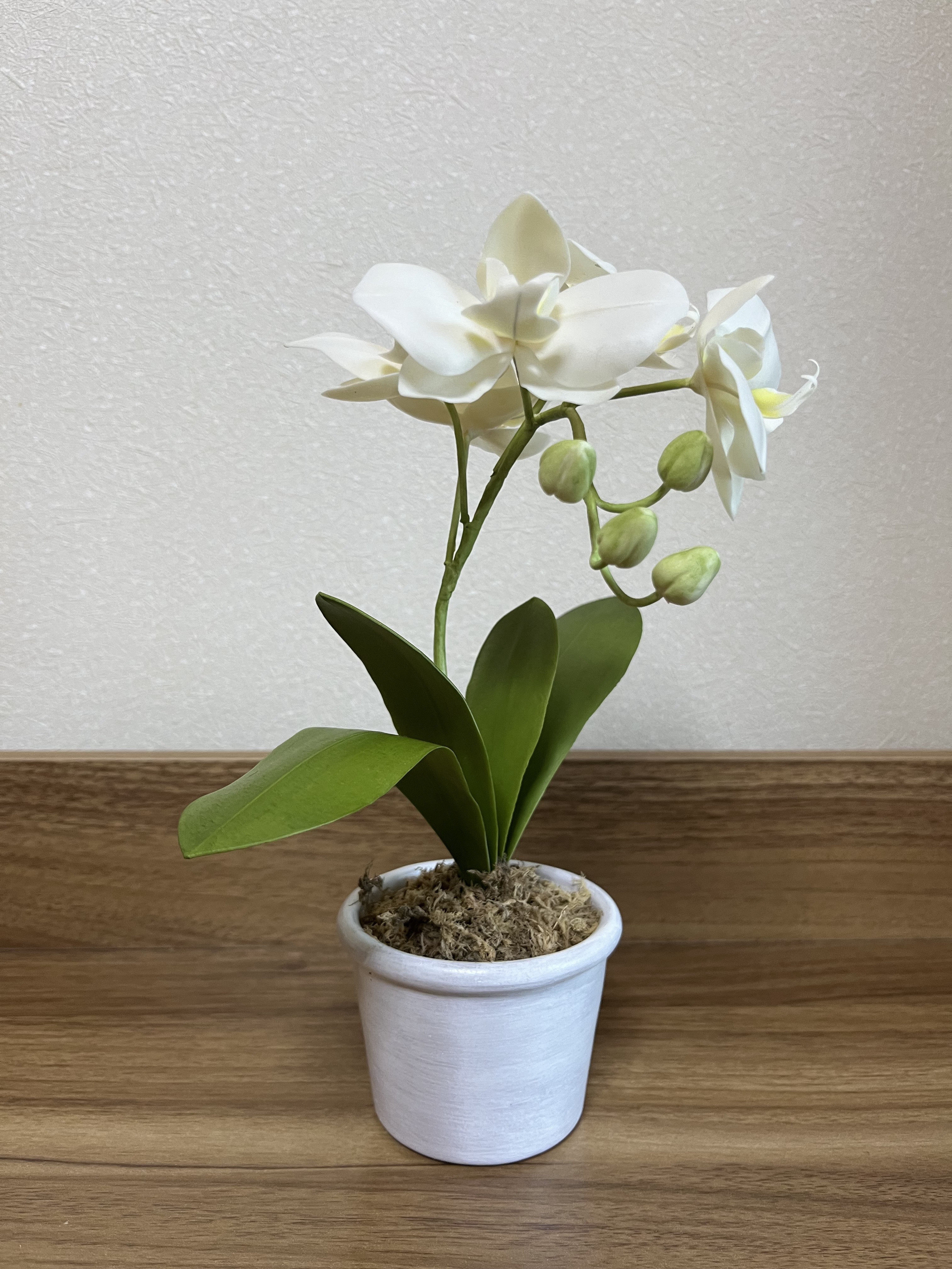 胡蝶蘭(青）の鉢植えクレイフラワー