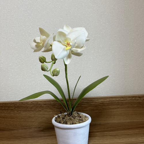 クレイフラワーミディ胡蝶蘭 アートフラワー Aki 通販 17906626