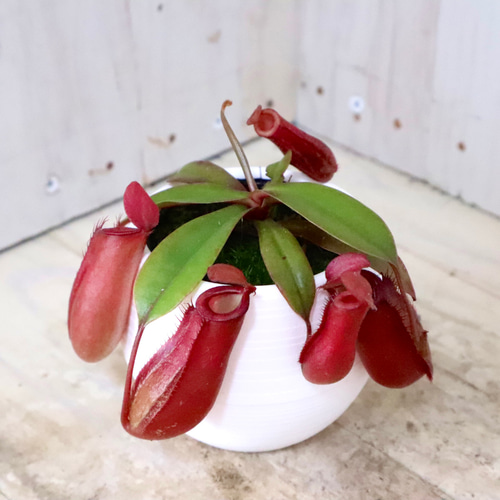 ネペンテス♡レディラック♡食虫植物♡観葉植物♡ アート