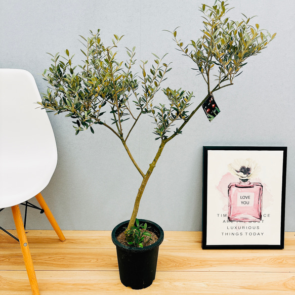 オリーブ　マンザニロ　2 オリーブ マンザニロ 2 【公式通販】