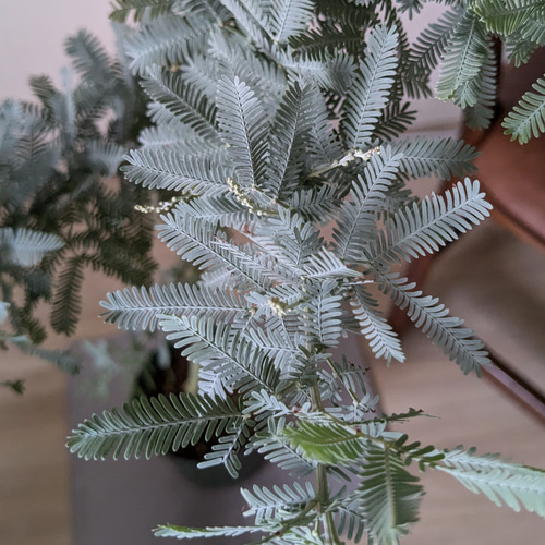 ②　アカシア　ミモザ「銀葉アカシア」8号特大苗木最高等級 ミモザアカシア 約2m 特大植木苗木 ギンヨウアカシア 銀葉アカシア
