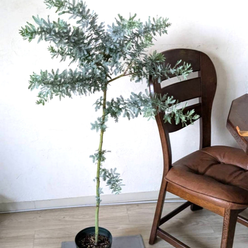 選べる鉢色 ミモザアカシア 植え込み苗6号鉢 樹高約30cm 苗