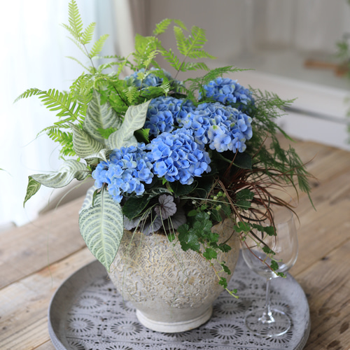 グラスファイバー♪紫陽花マジカルレボルーション♪観葉植物♪室内室外