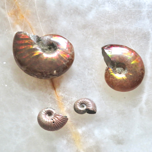 美しい化石標本◇ヘマタイト化したレインボーアンモナイトの化石