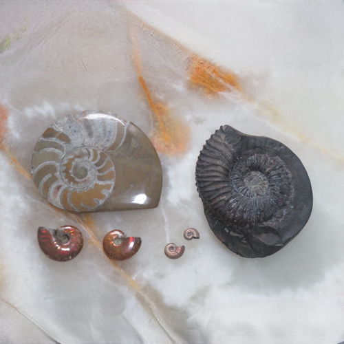 化石標本　パイライト　アンモナイト　希少種　極美麗 化石標本 パイライト アンモナイト 希少種 極美麗