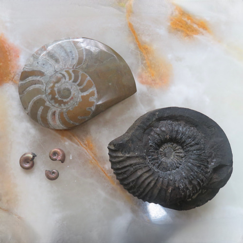 美しい化石標本◇ヘマタイト化したレインボーアンモナイトの化石