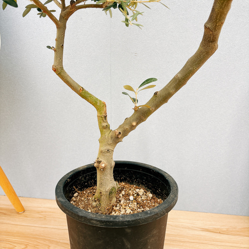 創樹　オリーブ　オリーミー 接木　ミッション　ネバディロブランコ　1番 創樹 オリーブ オリーミー 接木 ミッション ネバディロブランコ 1番