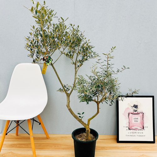 創樹オリーブオリーミー 接木ミッションネバディロブランコ1番