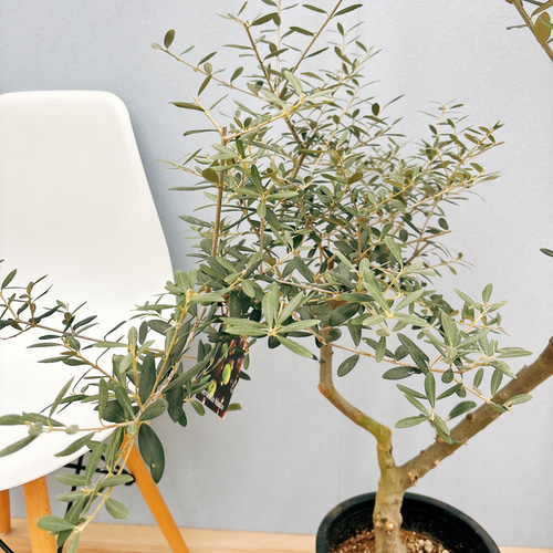 現品］2番 創樹 オリーブ オリー実ー 8号 観葉植物 大型 プラ鉢 玄関 