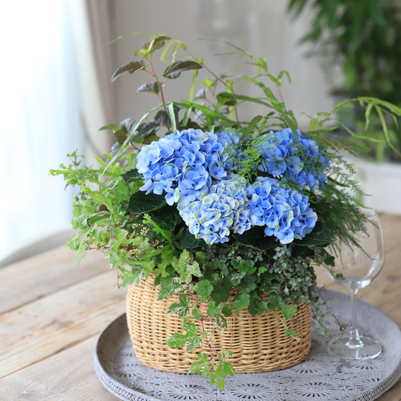 洗えるバスケット♪紫陽花マジカルレボルーション♪観葉植物♪室内室外