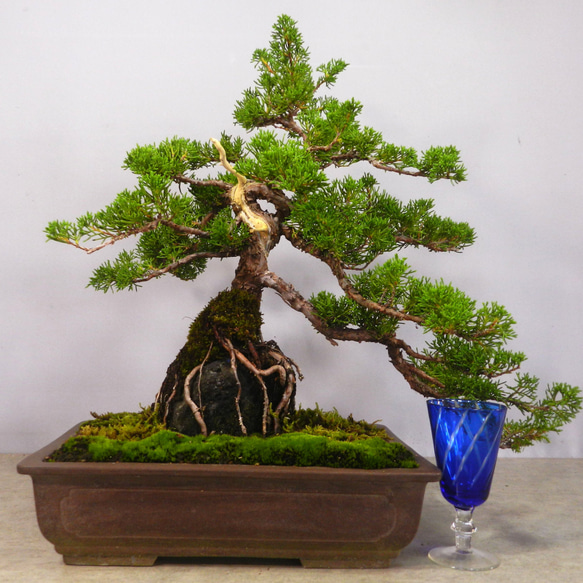 父の日特典付き】糸魚川真柏創作盆栽＃02