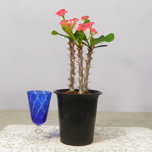 花麒麟　濃いピンク　鉢植え　【親株】 花麒麟 濃いピンク 鉢植え 【親株】 （ハナキリン（トゲトゲ