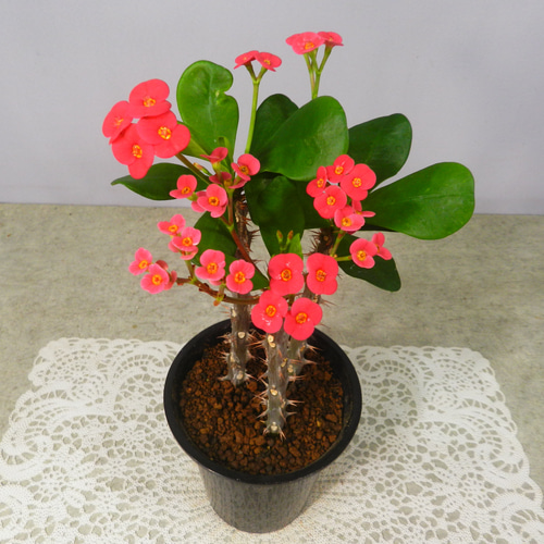 ☆ENGEI ichioki☆花麒麟・ハナキリン◇多肉植物・観葉植物