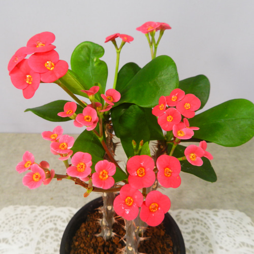 花麒麟　濃いピンク　鉢植え　【親株】 花麒麟 濃いピンク 鉢植え 【親株】 （ハナキリン（トゲトゲ
