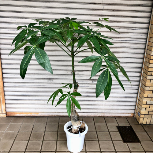 パキラパラソル　大型株 実生 大型 パキラ パラソル その他インテリア雑貨 PLANTS SHOP OLIVE