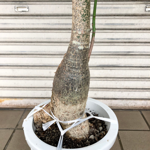 パキラパラソル大型　【良品】 実生 大型 パキラ パラソル その他インテリア雑貨 PLANTS SHOP OLIVE