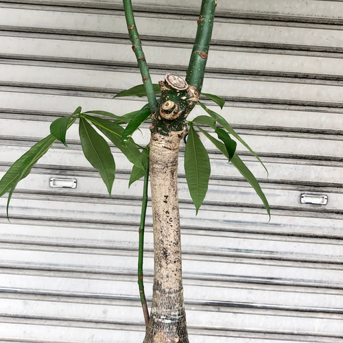 実生 大型 パキラ パラソル その他インテリア雑貨 PLANTS SHOP