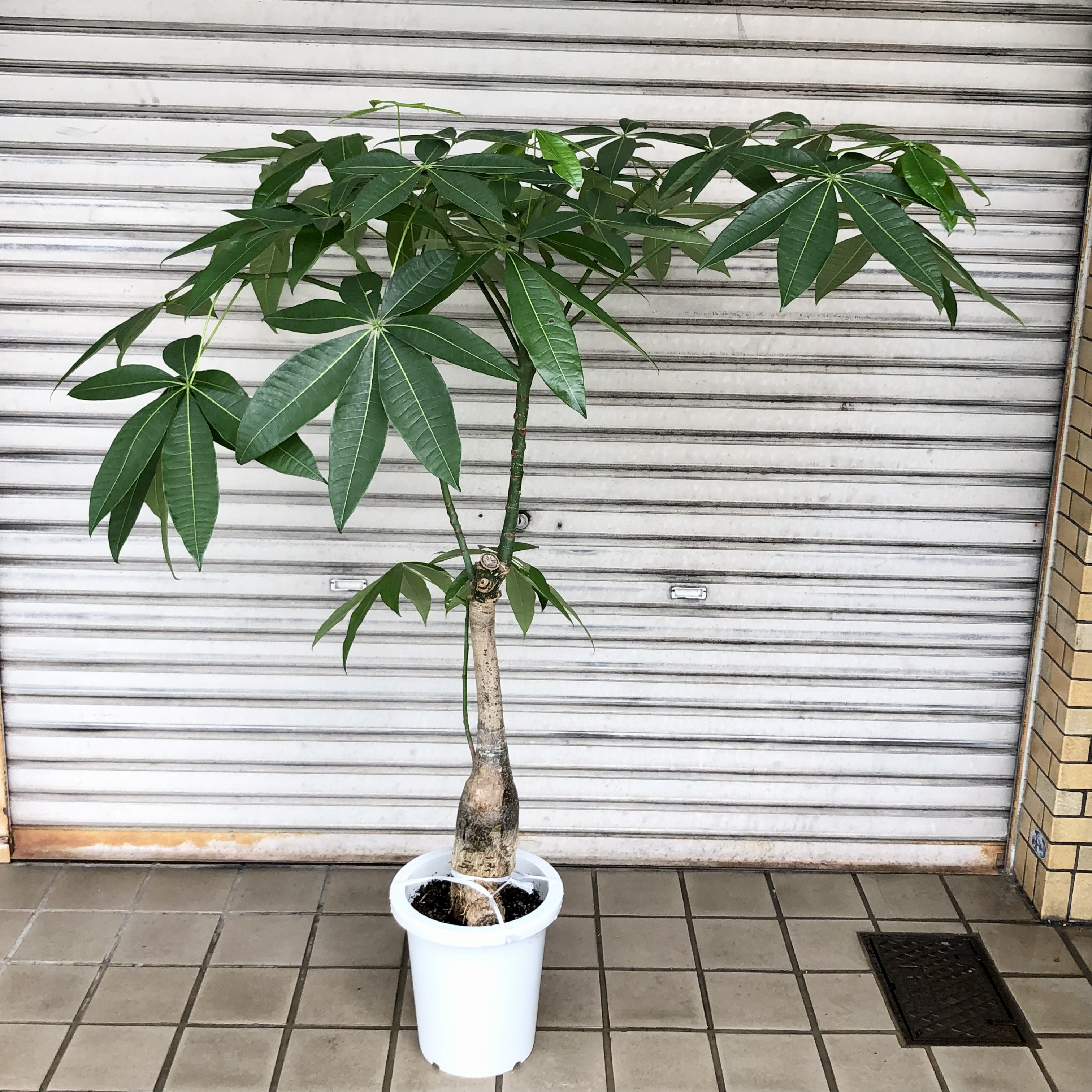 65%OFF【送料無料】 パラソル パキラ 大型 実生 その他インテリア雑貨 SHOP PLANTS パキラ