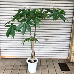 実生 大型 パキラ パラソル その他インテリア雑貨 PLANTS SHOP OLIVE