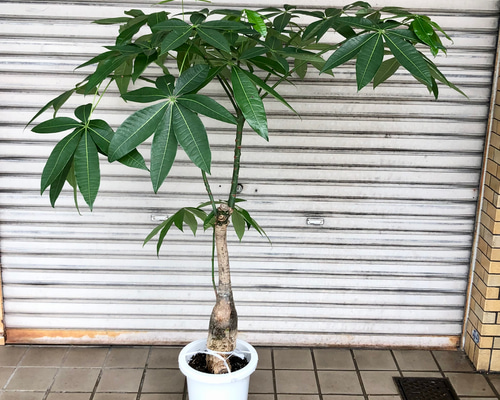 愛らしい形♥】パキラ パラソル 大型