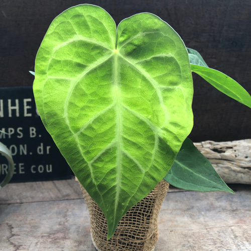 アンスリウム♡マグニフィカム♡観葉植物♡希少♡ガーデニング アート