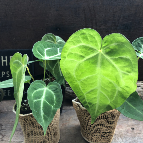 アンスリウム♡マグニフィカム♡観葉植物♡希少♡ガーデニング アート