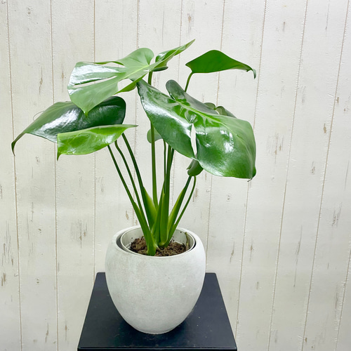 モンステラ デリシオーサ ファイバー鉢 お皿付き モンステラ デリシオーサ ファイバー鉢 お皿付き モンステラ