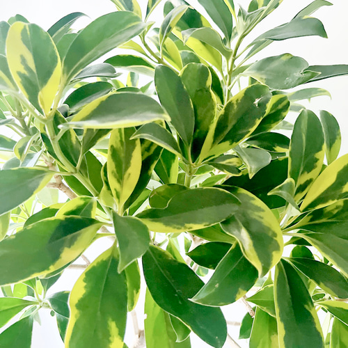 《希少》斑入り ファグラエア シンボルツリー 観葉植物 calm cafe 希少》斑入り ファグラエア シンボルツリー 観葉植物 室内 calm cafe