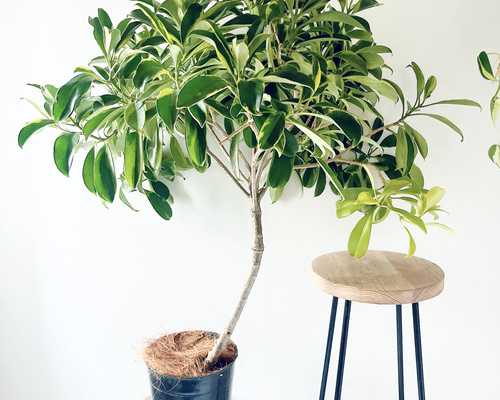 希少》斑入り ファグラエア シンボルツリー 観葉植物 室内 calm