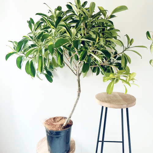 ファグラエア ベルテロアナ バリエガータ 斑入り 現品 観葉植物