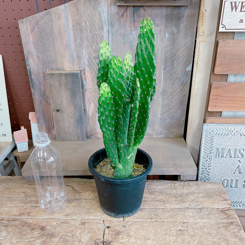 うちわサボテン ラッピングつき♡【うちわサボテン】人気のさぼてん♪育てやすい