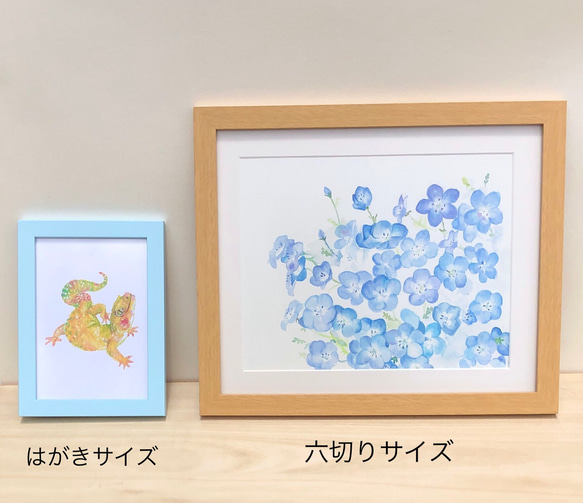 水彩画「ネモフィラ」　複製画　額装•マット付き　 3枚目の画像