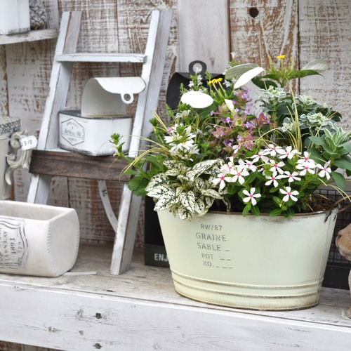 白いお花の寄せ植え 完成品 『YouTube 6/23 放送内容』寄せ植え 花寄せ