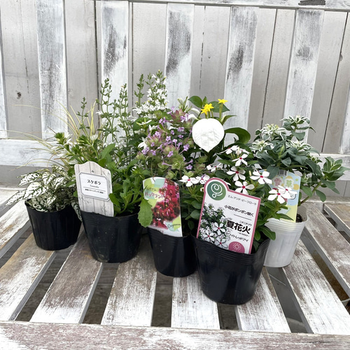 お花白に変更オーダー 白いお花の寄せ植え 完成品 『YouTube 6/23 放送内容』寄せ植え 花寄せ